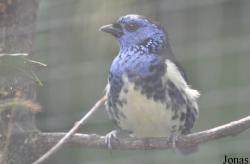 Tangara mexicana