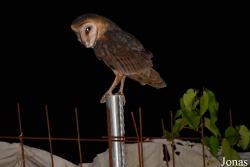Tyto alba hellmayri