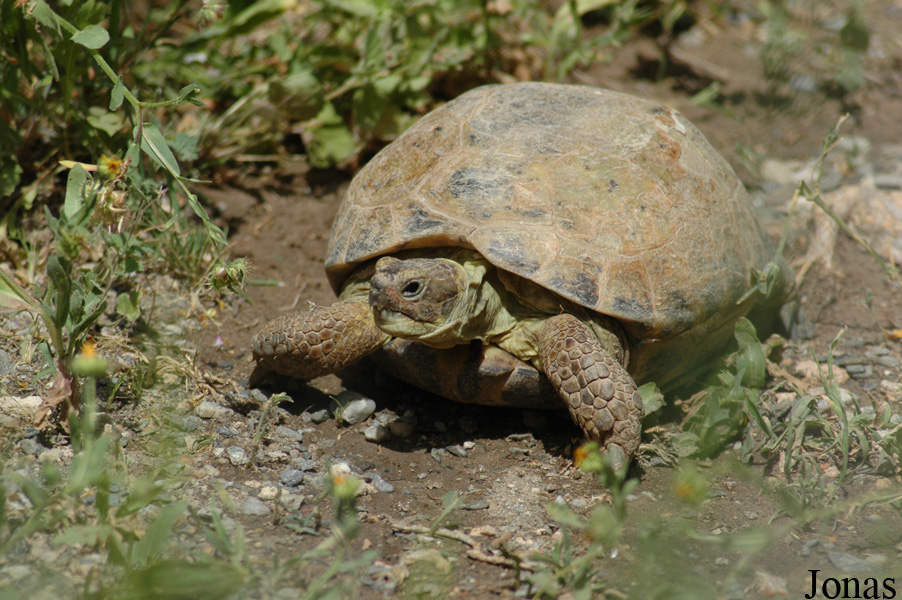 Parque de Rescate de Fauna Sahariana