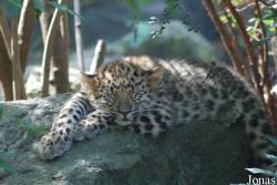 Parc Zoologique et Botanique de Mulhouse