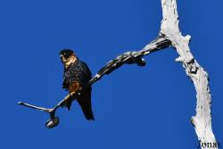 Falco rufigularis rufigularis