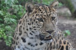 Panthera pardus orientalis