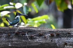 Chloroceryle amazona