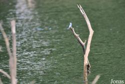 Lac de Petit Saut