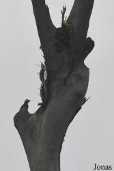 Colaptes rubiginosus nigriceps
