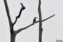 Bucconidae