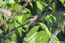 Thamnophilus amazonicus divaricatus