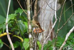 Myrmotherula axillaris axillaris