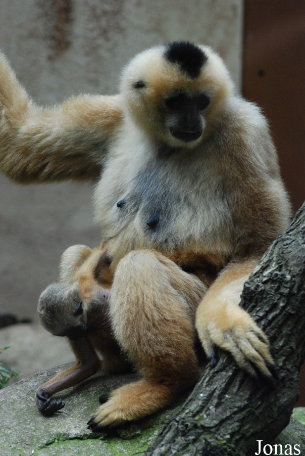 Parc Zoologique et Botanique de Mulhouse