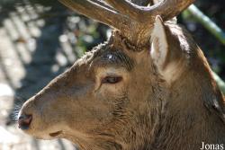 Cervus elaphus bactrianus