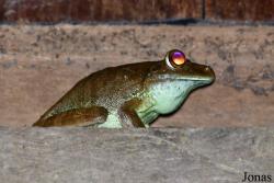Cophomantinae