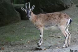 Parc Zoologique et Botanique de Mulhouse