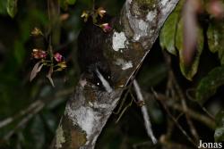 Echimys chrysurus