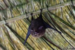Saccopteryx bilineata