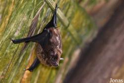 Saccopteryx canescens canescens