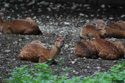 Parc Zoologique et Botanique de Mulhouse