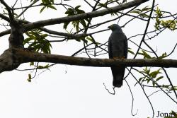 Chondrohierax uncinatus uncinatus