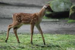 Cervus nippon pseudaxis