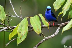 Cyanerpes cyaneus cyaneus