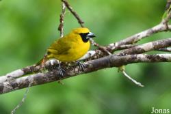 Caryothraustes canadensis canadensis
