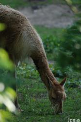 Parc Zoologique et Botanique de Mulhouse