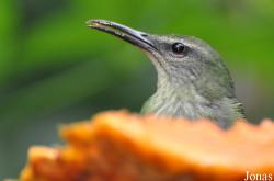 Cyanerpes cyaneus