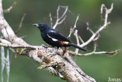 Tachyphonus surinamus surinamus