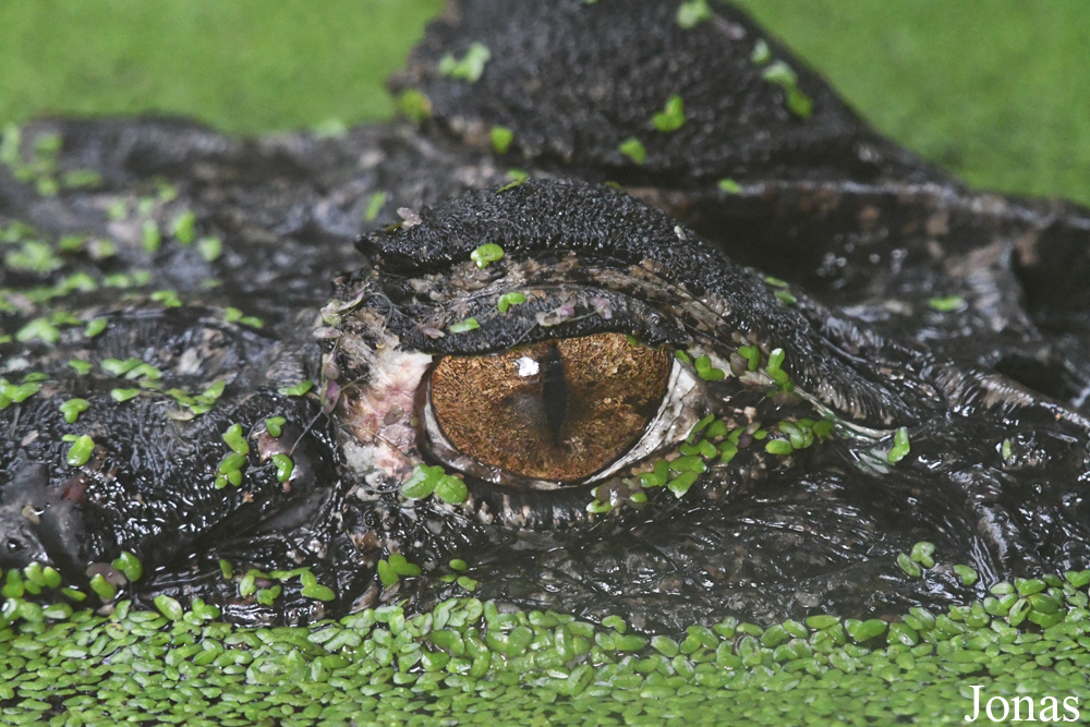 Zoo de Guyane