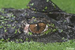 Zoo de Guyane