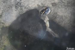 Zoo de Guyane