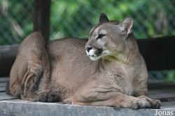 Puma concolor concolor