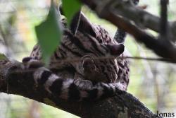 Zoo de Guyane