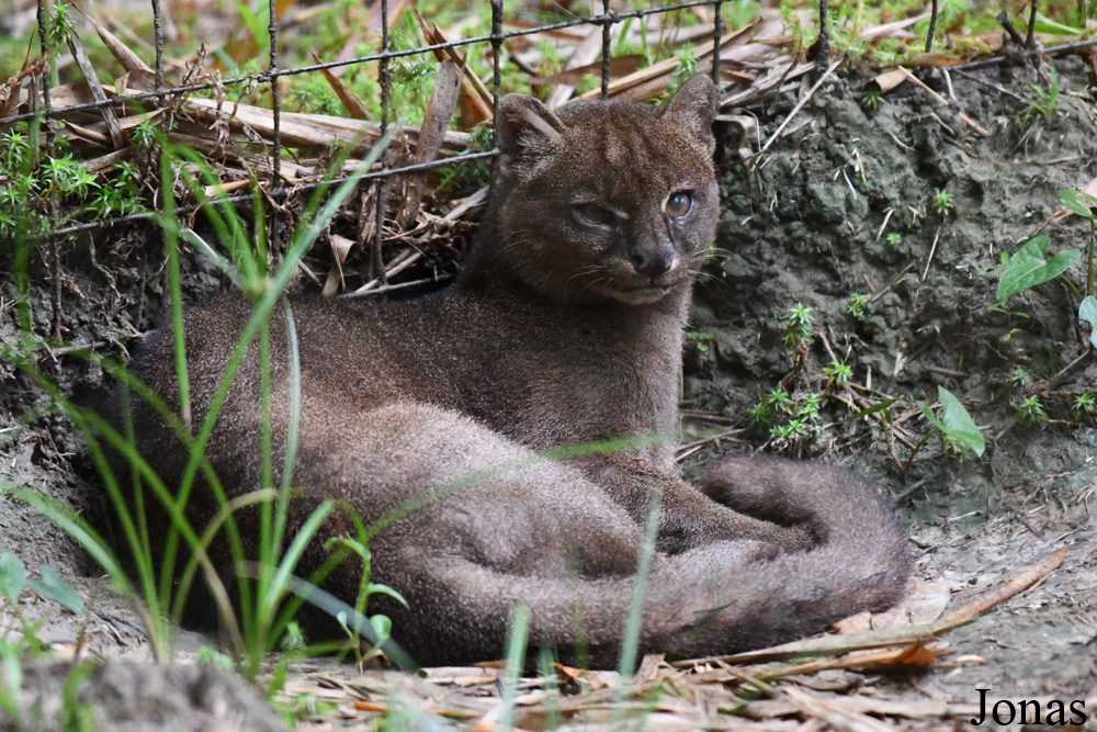 Zoo de Guyane