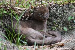 Zoo de Guyane