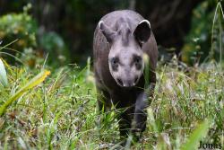 Zoo de Guyane