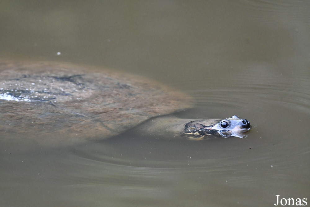 Zoo de Guyane
