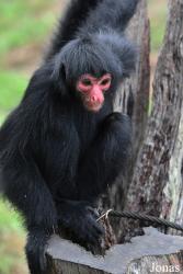 Zoo de Guyane