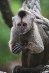Zoo de Guyane