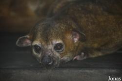 Zoo de Guyane
