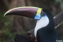 Zoo de Guyane