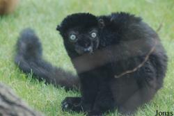 Parc Zoologique et Botanique de Mulhouse