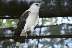 Zoo de Guyane