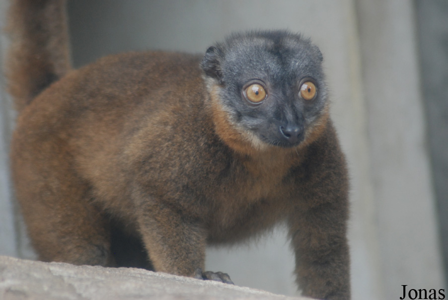 Parc Zoologique et Botanique de Mulhouse