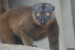 Eulemur cinereiceps