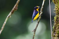 Euphonia violacea violacea