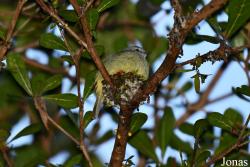 Tyrannulus elatus