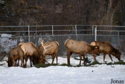Assiniboine Park Zoo