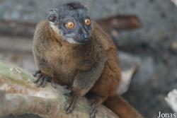 Parc Zoologique et Botanique de Mulhouse