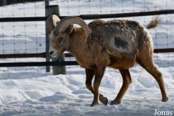 Ovis canadensis canadensis
