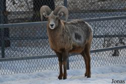 Assiniboine Park Zoo